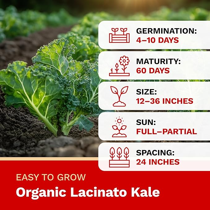 The Harvest Company Organic Seeds Collection – USDA Certified, Non-GMO, Open-Pollinated for Indoor & Outdoor Planting (Lacinato Kale (250/Seeds))