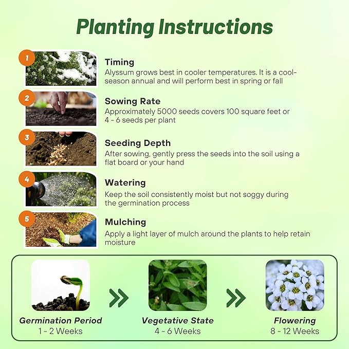 Outsidepride Tiny Tim Alyssum Seeds - 5000 Pieces Annual, Drought-Tolerant & Pollinator-Friendly Ground Cover Seeds w/Fragrant Honey Blooms for Low-Growing Xeriscaping & Outdoor Planting