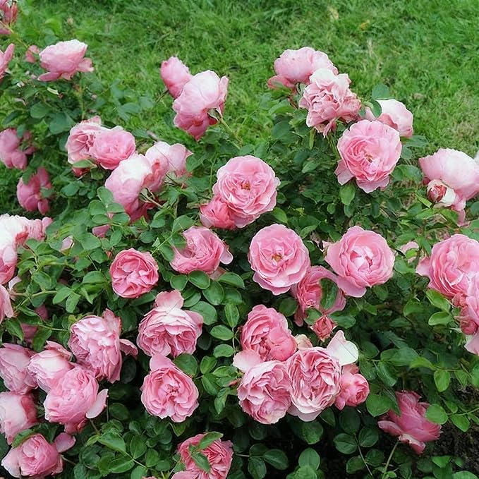 Climbing Rose Seeds for Planting, 289+ Mixed Rosa Seeds, Perennial Shrub Flower Palnts, Non-GMO Heirloom Ornamental Climbing Rosa Flower Seed for Home Garden