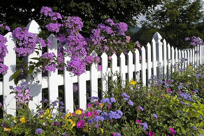 10000+ Perennial Mix Wildflower Seeds 16 Assorted of Heirloom Flower -1oz Zinnia Poppy Crimson Clover Milkweed Lupine Marigold Mexican Hat Sage Nasturtium