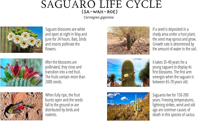 Grow Your Own Saguaro Cactus Kit (Carnegiea gigantea) – Cactus Seeds – Seed Starter Peat Pellets Pods - Southwestern Gift Idea - Seed Growing