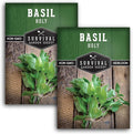 Holy Basil Seed for Planting - Indian Sacred Herb Tulsi Seeds to Grow in Your Home Vegetable Garden - Non-GMO Heirloom Variety - Survival Garden Seeds (2 Packs)