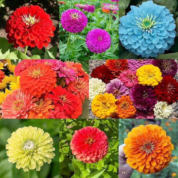 1200 Mixed Zinnia Dahlia Seeds for Outdoor Planting – Flower Seeds Large Blooms with High Germination, Ideal for Garden Borders & Balcony Beautification