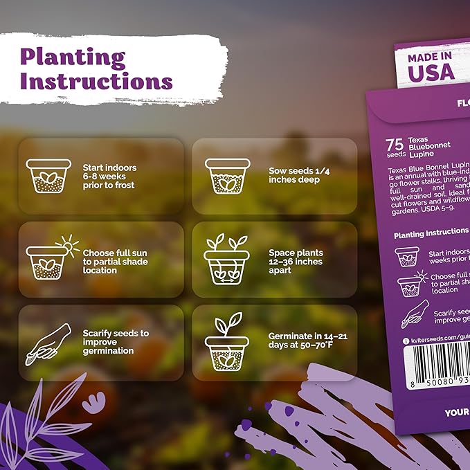 KVITER 75 Texas Bluebonnet Seeds (Lupinus Texensis) - Texas Lupine, Pollinator Friendly Wildflower, Non GMO Heirloom Seed - Annual Flower Seeds in Seed Packets for Outdoor Garden, Beds and Borders