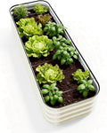 DaisyVibe Raised Garden Bed Kit, Planter Raised Garden Boxes Outdoor, Oval Large Metal Raised Garden Beds for Vegetables Flowers (White, 8ftx2ftx1ft)