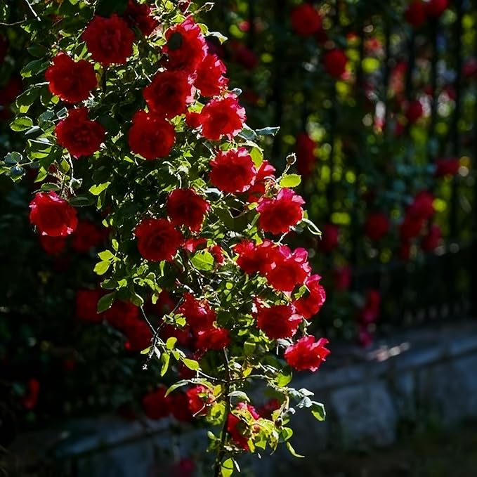 Climbing Rose Seeds for Planting, 289+ Mixed Rosa Seeds, Perennial Shrub Flower Palnts, Non-GMO Heirloom Ornamental Climbing Rosa Flower Seed for Home Garden