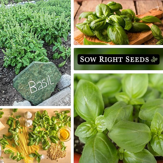 Sow Right Seeds - Genovese Sweet Basil Seed for Planting - Non-GMO Heirloom Packet with Instructions to Plant and Grow a Kitchen Herb Garden - Indoors or Outdoor - Great for Hydroponic Gardening (2)