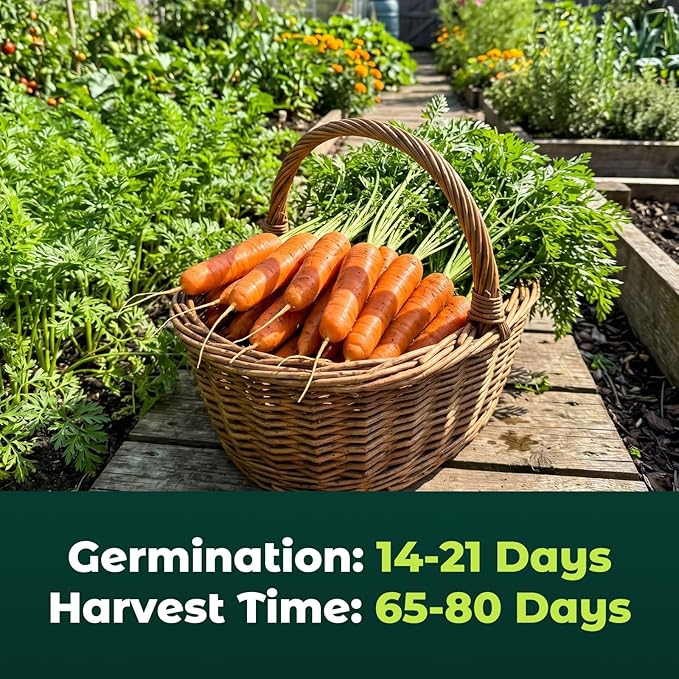 3000 Scarlet Nantes Carrot Seeds for Planting - Non-GMO Heirloom Variety, Fast Growing Vegetable Seeds for for Home Garden & Container Planting