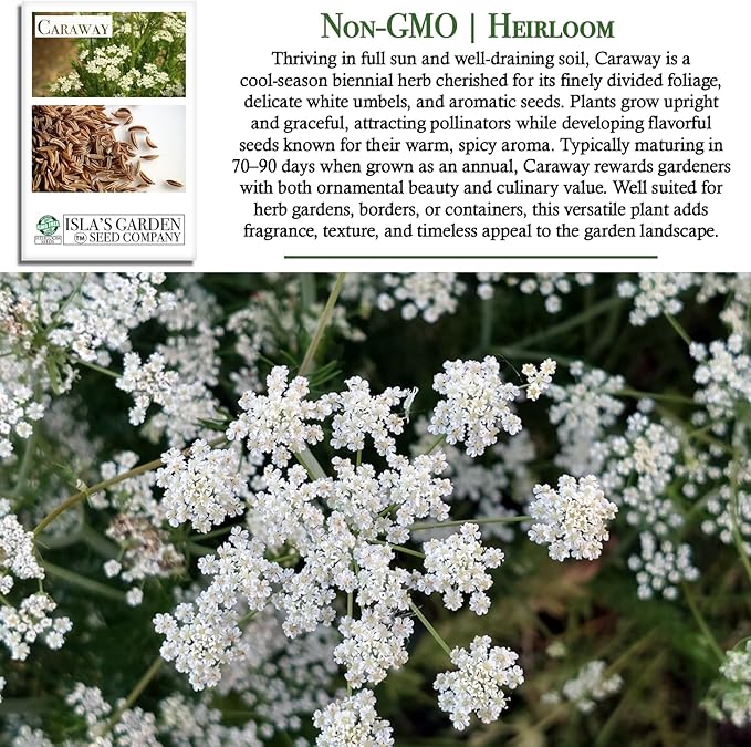 Caraway Herb Seeds (Carum carvi) – 250+ Non-GMO & Heirloom Seeds for Planting, Aromatic Culinary Herb with Flavorful Seeds, by Isla’s Garden Seeds, Great Home Garden Gift Idea