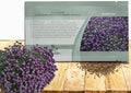 Outsidepride Violet Queen Alyssum Seeds - 5000 Pcs Annual, Drought-Tolerant & Pollinator-Friendly Ground Cover Seeds w/Fragrant Purple Blooms for Low-Growing Xeriscaping & Outdoor Planting