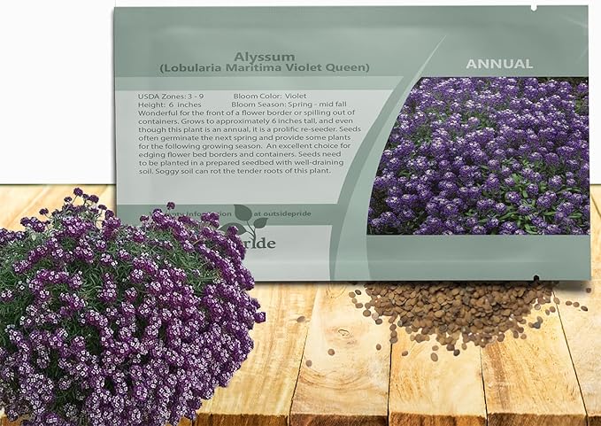 Outsidepride Violet Queen Alyssum Seeds - 5000 Pcs Annual, Drought-Tolerant & Pollinator-Friendly Ground Cover Seeds w/Fragrant Purple Blooms for Low-Growing Xeriscaping & Outdoor Planting