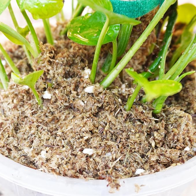 2QT Pothos Soil, Ideal Soilless Potting Soil Mix for All Indoor Plants that Require Constant Humidity and Fast Drainage