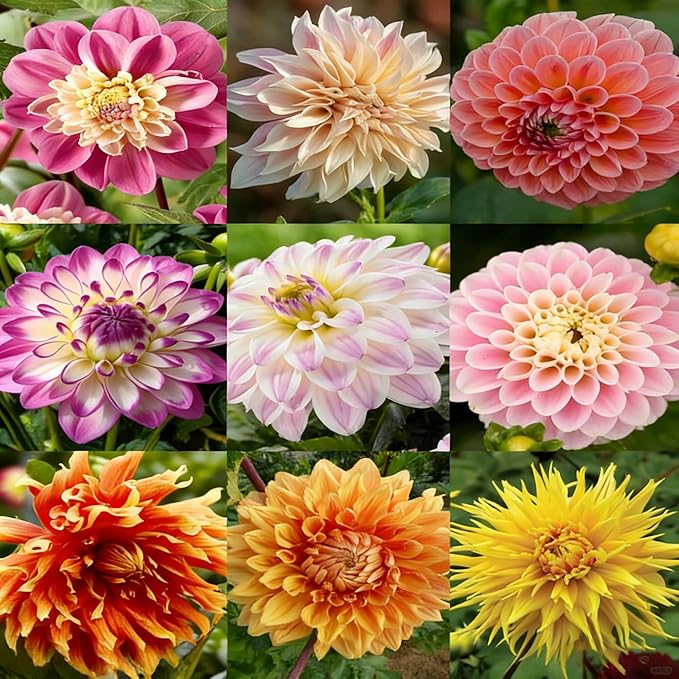 Dahlia Seeds for Planting, 400pcs Rare Perennial Garden Dahlia Flower Seeds Plants, Non-GMO Heirloom Beauty Flowers Home Garden for Outdoors