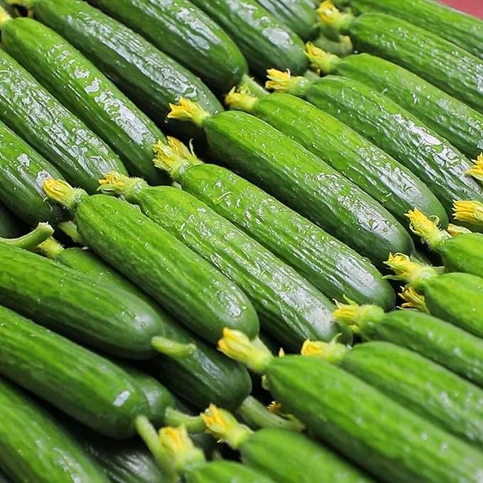 Organic Cucumber Seeds for Planting, 100pcs Cucumber Vegetable Fruits Seeds, Non-GMO Heirloom Vegetables Plants Home Fresh Food Garden for Outdoors Indoors