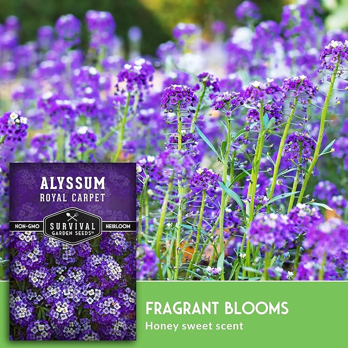 Alyssum Seeds for Planting - Sweet Royal Carpet Purple Alyssum - Fragrant Perennial Flower & Ground Cover - Heirloom Non-GMO - Survival Garden Seeds (5 Packs)
