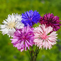 Mix Cornflower Seeds for Planting, 1000pcs Rare Perennial Cornflower Flower Seeds, Heirloom Non-GMO Open Pollinated Wildflowers for Home Garden Outdoors