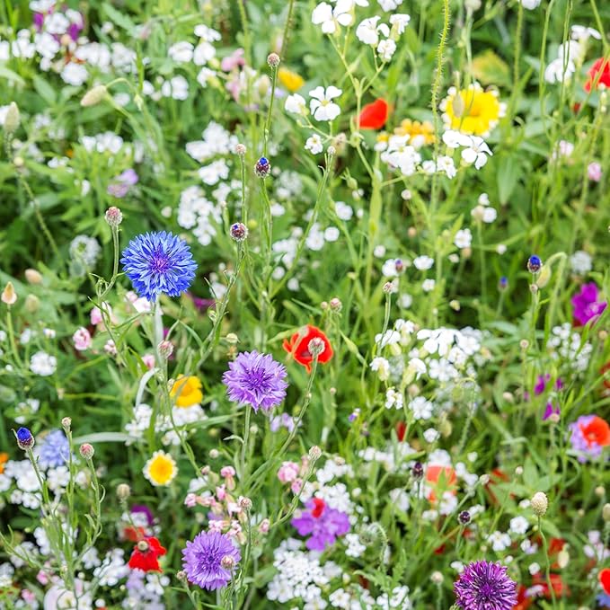 Created By Nature Indiana Wildflower Seed Mix, 16 Flower Varieties, 40,000 Seeds