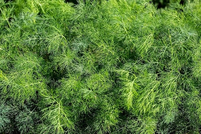 Seeds Dill Bush Type Heirloom Vegetable for Planting Non GMO