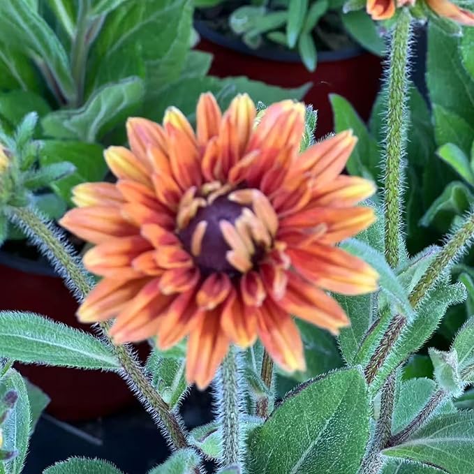 500 Black Eyed Susan Seeds – Rustic Orange & Yellow Rudbeckia Autumn Garden Flower, Heirloom, Non-GMO