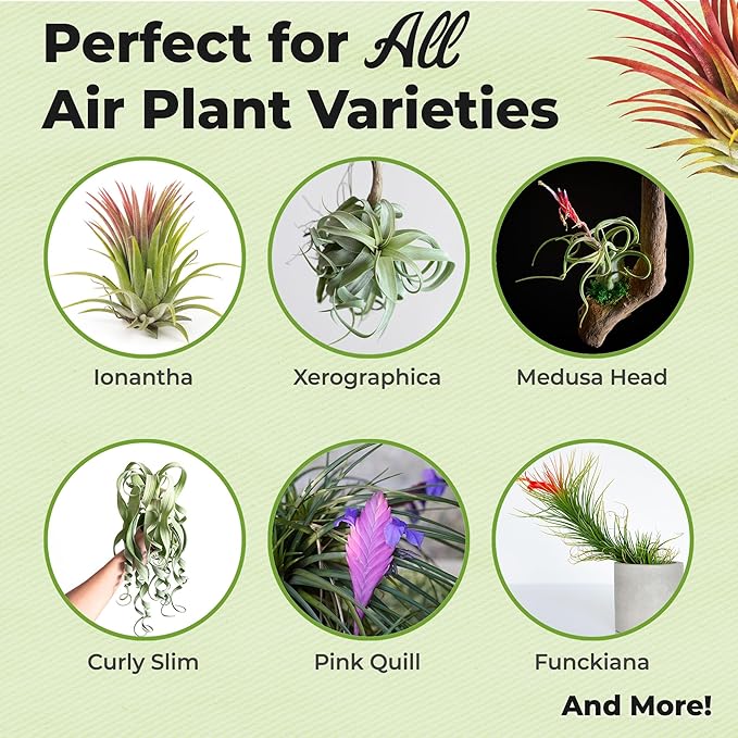 Air Plant Fertilizer Spray by Perfect Plants | Best Ready to Use Food Mist to Grow Large Tillandsia and Other Live Indoor Bromeliad Airplants (8 fl oz)