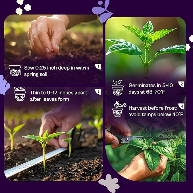 SVI 600 Sweet Thai Basil Seeds (Ocimum basilicum) – Basil Seed Packets Aromatic, Heat-Tolerant – Non GMO Heirloom Herb Seeds for Containers, Outdoor & Indoor Herb Garden