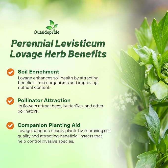 Outsidepride Lovage Vegetable Seeds - 1000 Pcs. Perennial, Easy to Grow & Drought-Tolerant, Herb Seeds for Planting Edible & Vibrant Yellow-Green Blooms, Great for Xeriscaping & Pollinator Gardens