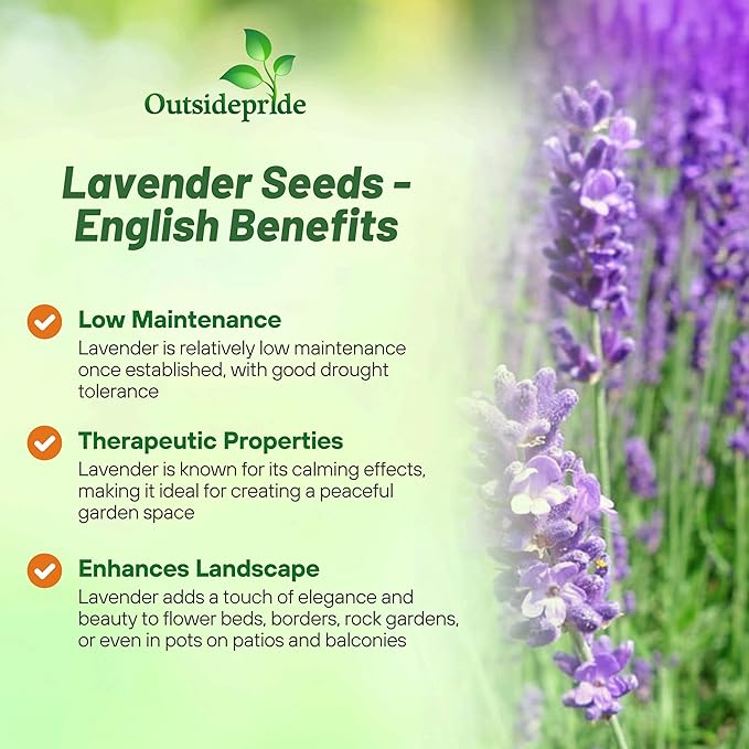 Outsidepride English Lavender Seeds - 10000 Pcs Perennial, Drought-Tolerant & Pollinator Friendly Herb Seeds for Planting Fragrant and Delicate Flowers with Lavender Blooms for Xeriscaping Gardens