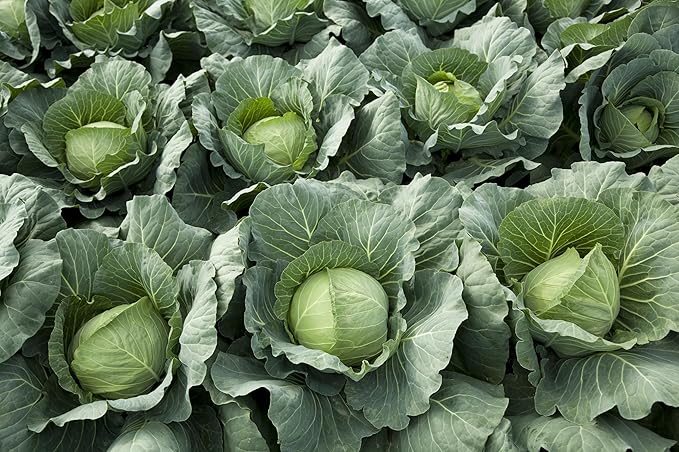 Copenhagen Cabbage Seeds for Planting – Plant & Grow Heirloom Copenhagen Cabbage in Home Outdoor Vegetable Garden, Brassica oleracea VAR. capitata – 2 Packets