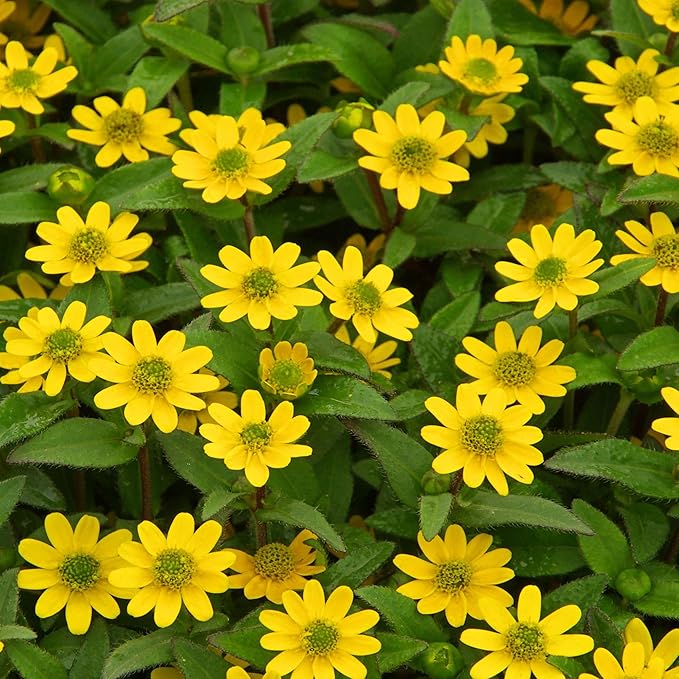 Outsidepride Creeping Zinnia Seeds - 4000 Pcs Annual Flower Seeds for Planting Outdoors, Easy to Grow, Drought Tolerant, Ideal for Pollinator Gardens and Ground Cover Displays