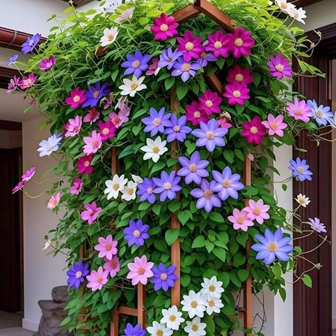 100Pcs Climbing Clematis Vine Seeds for Planting Mix Colors Clematis Plants - Large Blooms Perennial Flowers to Plant Outdoors