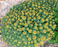 KVITER 50 Roseroot Seeds (Rhodiola Rosea) – Rhodiola Stonecrop Perennial Seeds/Golden Root/Arctic Root/King’s Crown/Aaron’s Rod Medicinal Herb Seeds – Non GMO, Organic Heirloom Seeds for Herb Garden