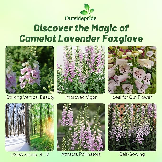 Outsidepride Digitalis Purpurea Camelot Lavender Foxglove Seeds – 50 Pcs Biennial, Prolific, Tall Growing Flower Seeds with Pollinator-Friendly Blooms for Shaded Gardens & Outdoor Landscapes