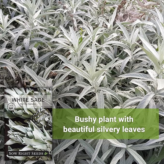 Sow Right Seeds - White Sage Seed for Planting - Non-GMO Heirloom Packet with Instructions for Planting and Growing a Home Herb Garden - Indoors or Outdoors - Make Your Own Herbal Incense (3)