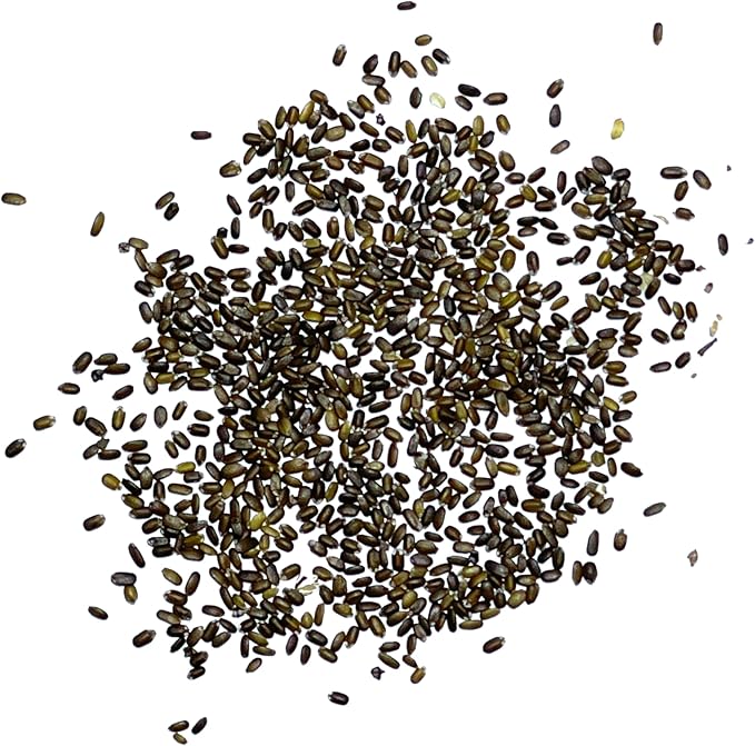 Seed Needs Panorama Mixed Bee Balm Seeds for Planting - Heirloom & Open Pollinated Perennial - Mixture of Colorful Flowers to Grow a Butterfly Garden (2 Packs)