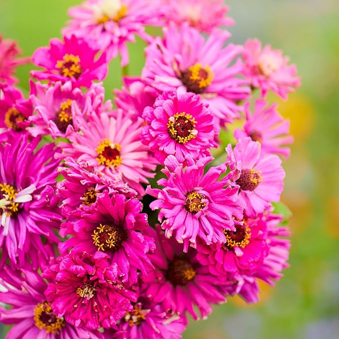 Eden Brothers Zinnia Seeds - Super Cactus Lilac Emperor, Non-GMO Seeds for Planting, 1 oz | Low-Maintenance Flower Seeds, Plant During Spring, Zones 3, 4, 5, 6, 7, 8, 9, 10