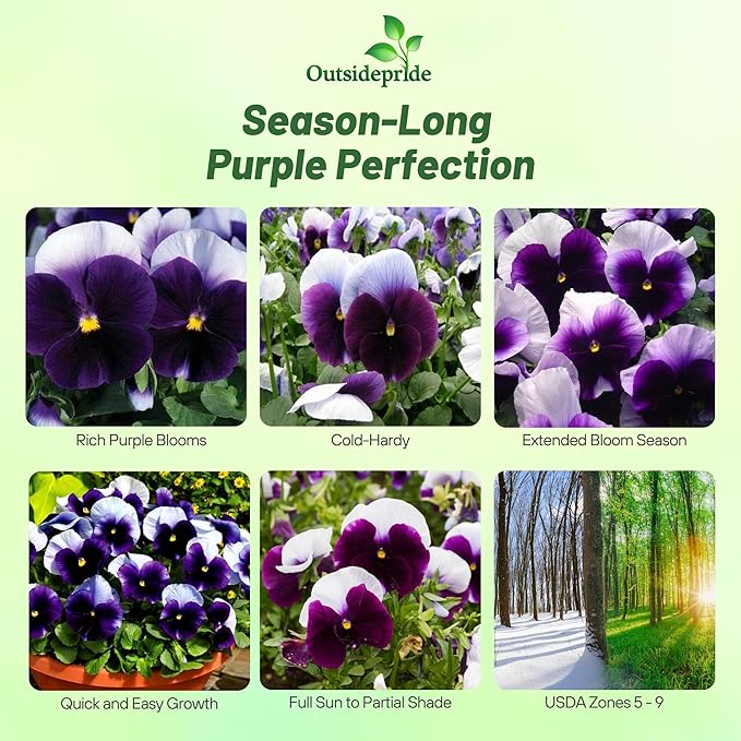 Outsidepride Purple & White Bicolor Beaconsfield Viola Pansy Seeds for Planting - 2,000 Pcs. Cold-Hardy & Pollinator Friendly Flowers with Fragrant Blooms for Garden Beds, Borders & Container Displays
