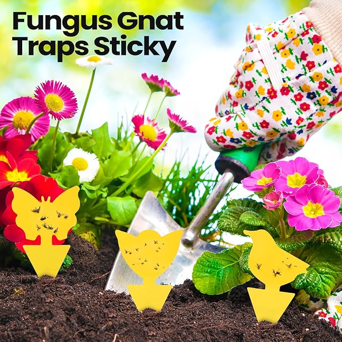 Qualirey 50 Sheets Fruit Fly Sticky Traps for Fruit Fly Gnat Trap for House Indoors Sticky Traps Catcher for Gnats Fungus Gnats Mosquito Catcher Kitchen Outdoor Plants(Classic Style, Yellow Color)