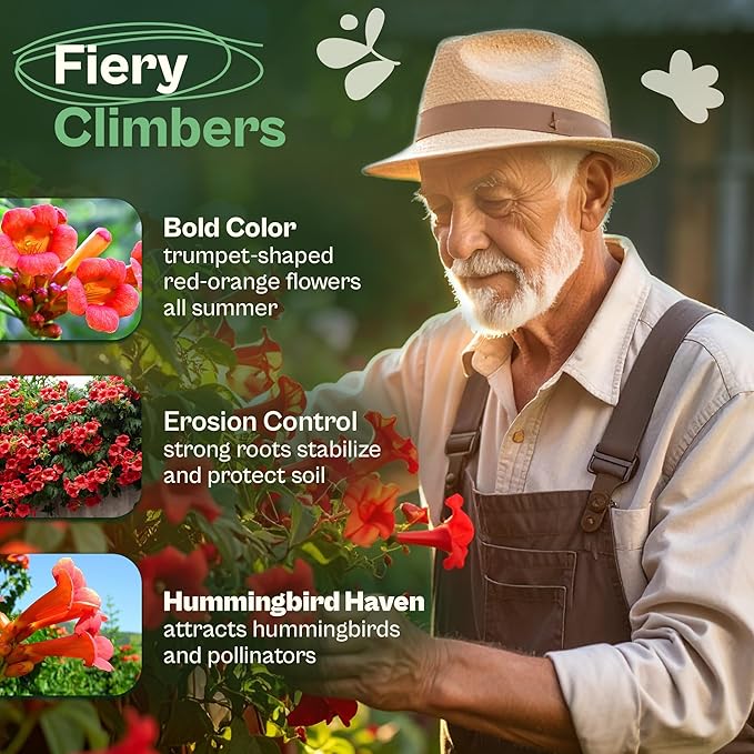 SVI 50 Red Trumpet Vine Seeds for Planting (Campsis radicans) – Trumpet Creeper Seed Packets, Hummingbird Flowers – Heirloom Flower Seeds to Plant Outside - Fences, Trellises, Outdoor Garden