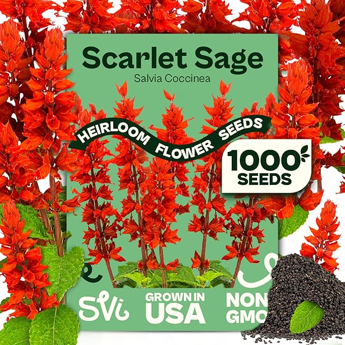 SVI 1000 Red Sage Seeds for Planting Outdoors (Salvia coccinea) – Scarlet sage, Deer Resistant Wildflower – Heirloom Flower Seeds to Plant Outside & Inside Garden, Beds, Containers