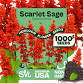 SVI 1000 Red Sage Seeds for Planting Outdoors (Salvia coccinea) – Scarlet sage, Deer Resistant Wildflower – Heirloom Flower Seeds to Plant Outside & Inside Garden, Beds, Containers