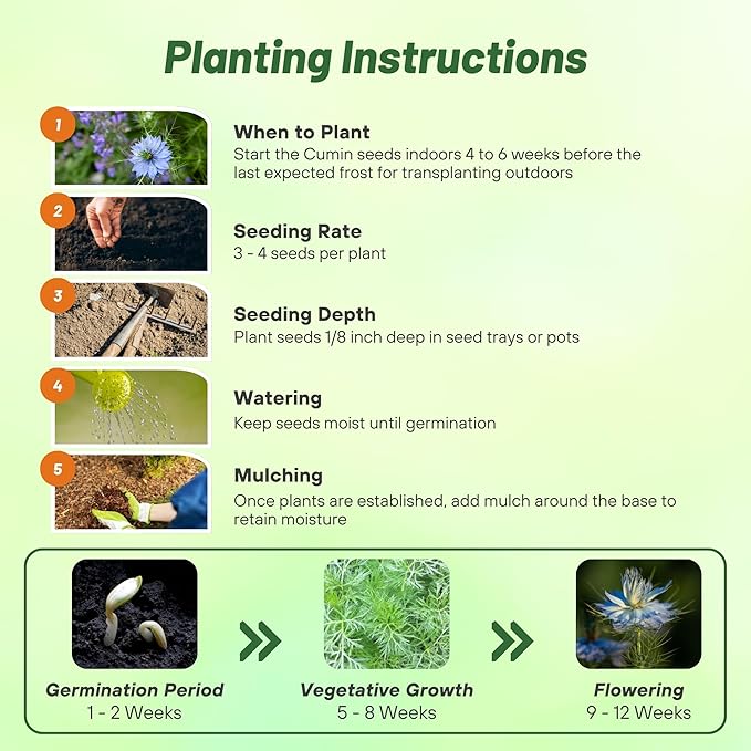 Outsidepride Black Cumin Seeds for Planting - 1000 Pcs Annual, Aromatic Spice, Easy to Grow, Flavorful Seeds for Culinary & Traditional Spice and Herb Gardens, Versatile & Low-Maintenance
