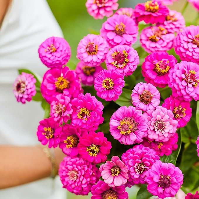 Eden Brothers Zinnia Seeds - Lilliput Purple, Non-GMO Seeds for Planting, 1 oz | Low-Maintenance Flower Seeds, Plant During Spring, Zones 3, 4, 5, 6, 7, 8, 9, 10