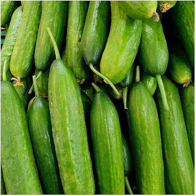 Everwilde Farms - 50 Organic Straight Eight Slicing Cucumber Seeds - Gold Vault Packet