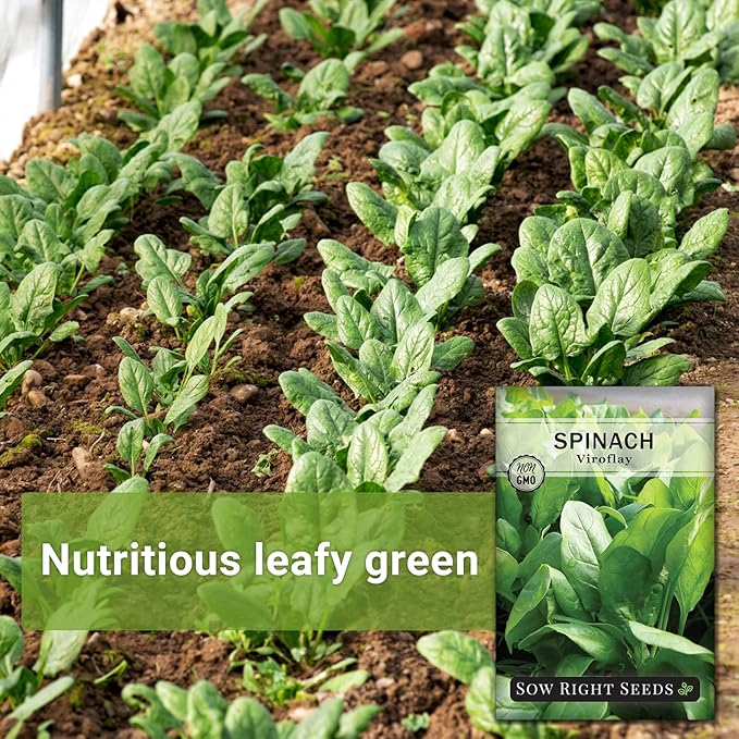 Sow Right Seeds - Viroflay Spinach Seed for Planting - Non-GMO Heirloom Packet with Instructions to Plant a Vegetable Garden - Grow Leafy Green Nutritious Superfood - Hydroponic Growing Friendly (2)