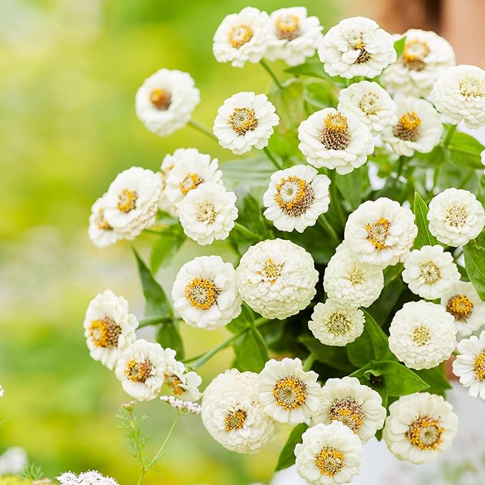 Eden Brothers Zinnia Seeds - Lilliput White, Non-GMO Seeds for Planting, Packet | Low-Maintenance Flower Seeds, Plant During Spring, Zones 3, 4, 5, 6, 7, 8, 9, 10