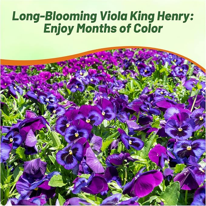 Outsidepride King Henry Viola Pansy Seeds for Planting - 2000 Pcs. Perennial, Cold-Hardy & Pollinator Friendly Flowers with Fragrant Blooms for Garden Beds, Borders & Container Displays