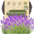 English Lavender Seeds for Planting (Lavandula angustifolia) - 3000+ Heirloom, Non GMO - Fragrant Purple Flower Seeds for Garden Beds, Borders, Pots & Bouquets
