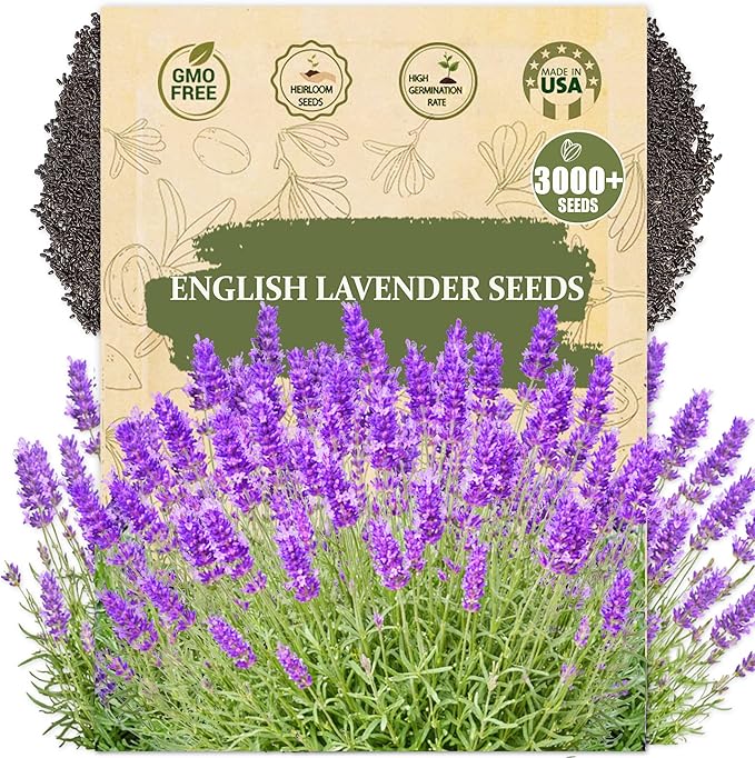 English Lavender Seeds for Planting (Lavandula angustifolia) - 3000+ Heirloom, Non GMO - Fragrant Purple Flower Seeds for Garden Beds, Borders, Pots & Bouquets