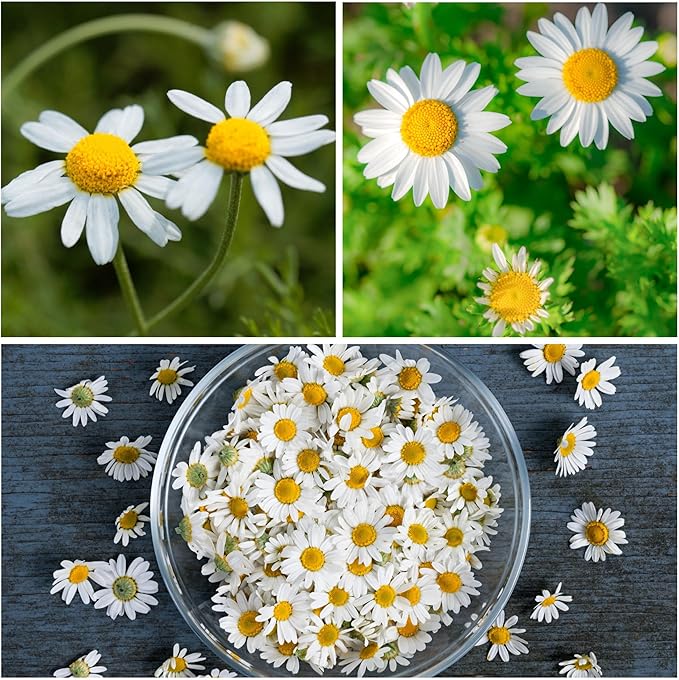 Seed Needs Chamomile Seeds for Planting German & Roman Chamomile - Non-GMO Heirloom & Untreated Herb Seed to Plant an Indoor/Outdoor Culinary Medicinal Garden (Collection of 2 Packets)