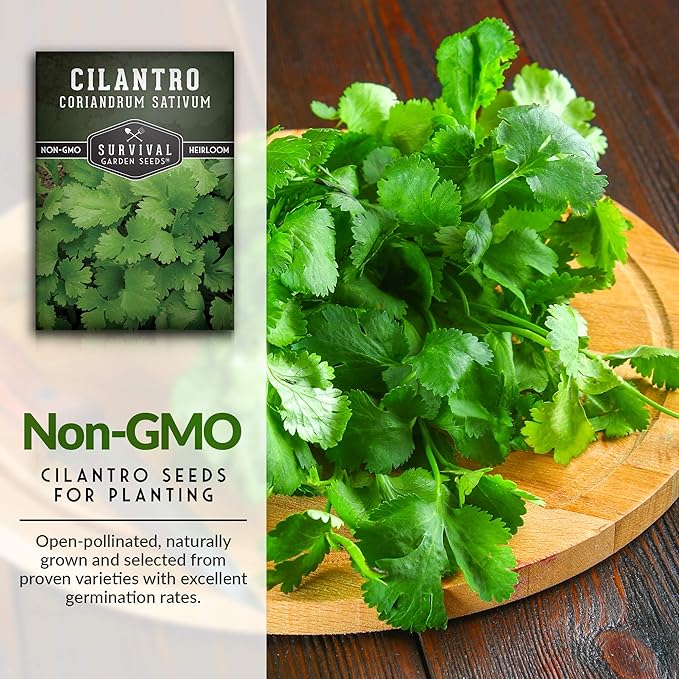 Cilantro Seeds for Planting | Heirloom Non-GMO Coriander Herb | Indoor & Outdoor Garden Growing | Fast Growing, Reliable Harvest – Survival Garden Seeds (1 Pack)